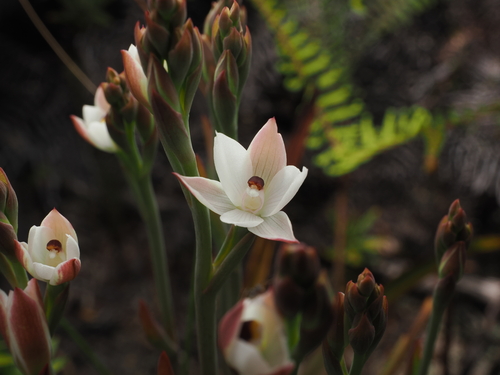 Thelymitra longifolia observed 2026-10-23