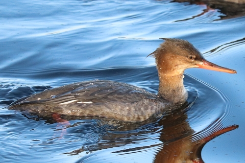 iNaturalist image