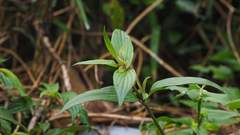 Calochortoideae