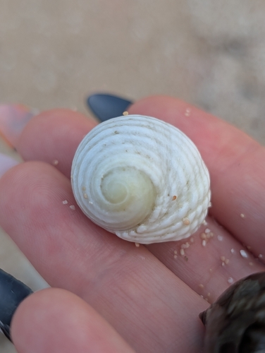 Nerita plicata observed 2026-10-22