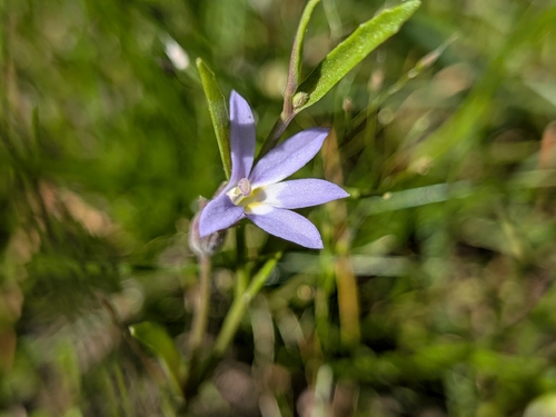 Lobelia pratioides, 2026-10-23