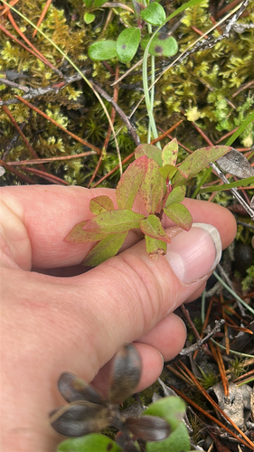 Vaccinium cespitosum observed 2026-10-22