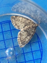 Hydriomena impluviata