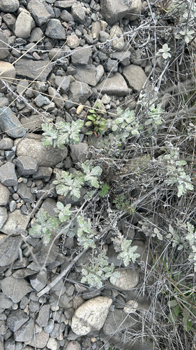 Eriophyllum lanatum observed 2026-10-22