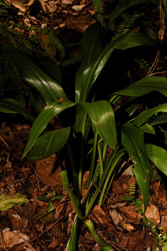 Hymenocallis littoralis observed 2026-10-18