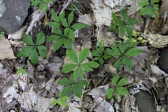 Anemonoides quinquefolia