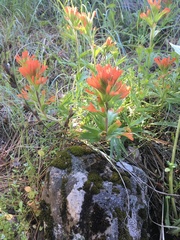 Castilleja hispida acuta