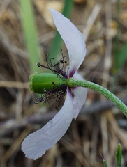 Papaver dubium austromoravicum