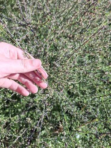 Plagianthus divaricatus observed 2026-10-23