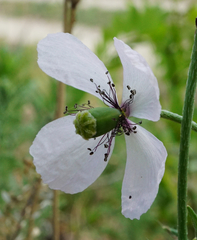Papaver dubium austromoravicum