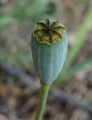 Papaver dubium austromoravicum