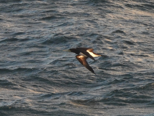 Sula leucogaster observed 2026-10-04