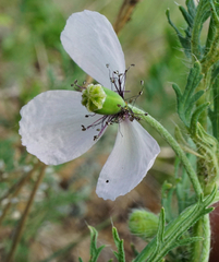 Papaver dubium austromoravicum