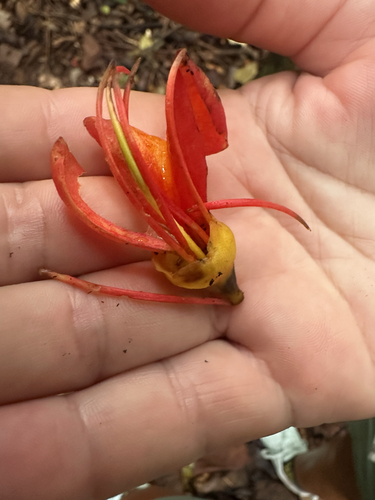 Castanospermum australe observed 2026-10-23