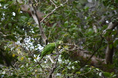 Psittacara brevipes