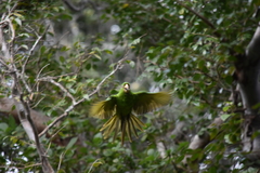 Psittacara brevipes