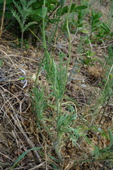 Papaver dubium austromoravicum