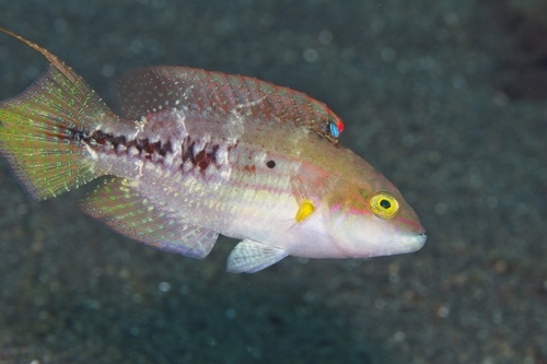 Oxycheilinus bimaculatus observed 2026-10-18