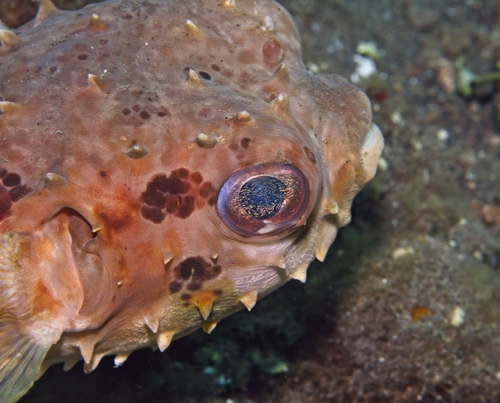Cyclichthys orbicularis observed 2026-10-18
