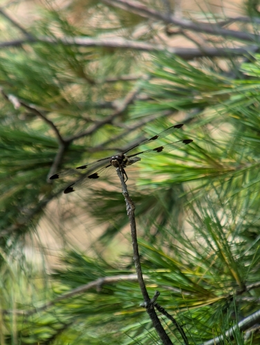 Twelve-spotted Skimmer