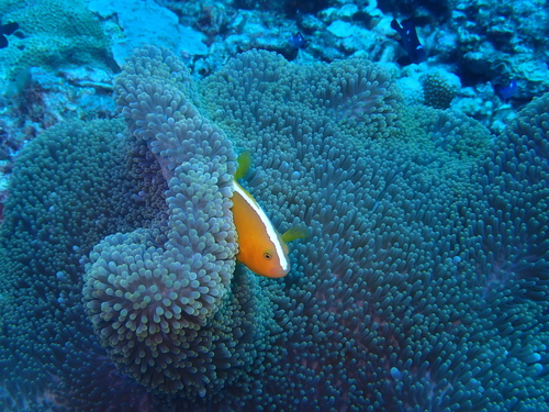 Amphiprion sandaracinos observed 2026-10-21