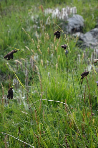 Carex aterrima (Carex aterrima)