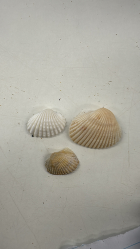 Anadara trapezia observed 2026-10-23