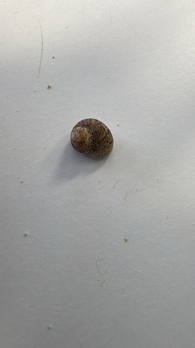 Herpetopoma observed 2026-10-23