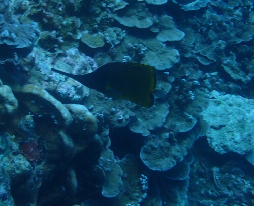Forcipiger longirostris observed 2026-10-21