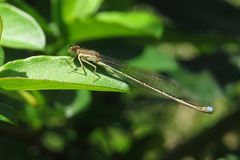 Argentagrion ambiguum