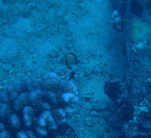 Dascyllus reticulatus observed 2026-10-21