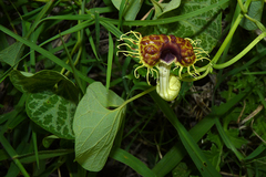 Aristolochia fimbriata