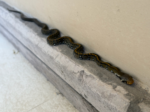 Coelognathus flavolineatus observed 2026-10-23