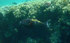 Cetoscarus bicolor