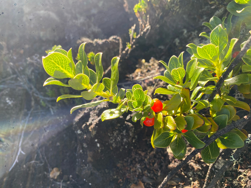 Coprosma montana observed 2026-10-22