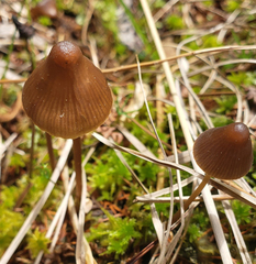 Mycena stipata