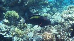 Cetoscarus bicolor