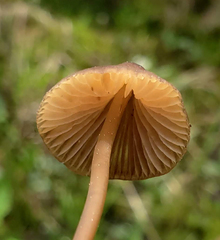 Mycena stipata