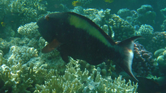 Cetoscarus bicolor