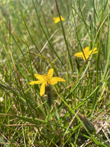 Hypoxis hygrometrica observed 2026-10-23