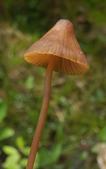 Mycena stipata