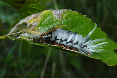 Halysidota ruscheweyhi