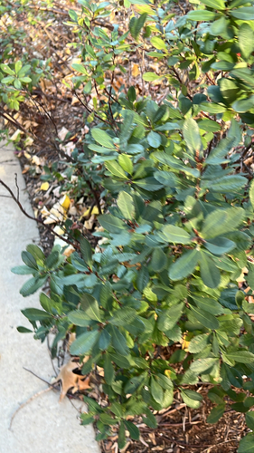 Myrica gale observed 2026-10-22