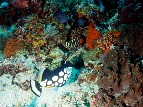 Balistoides conspicillum observed 2026-10-17