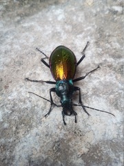 Carabus hispanus