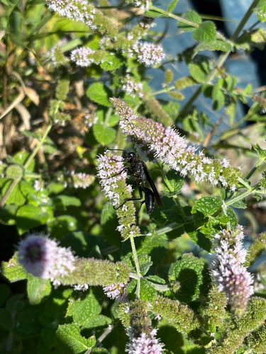 Great Black Digger Wasp