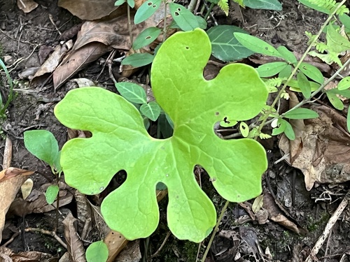 bloodroot photograph by the iNaturalist community