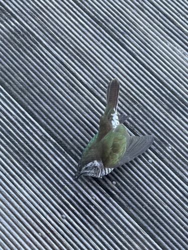 Chrysococcyx lucidus observed 2026-10-23