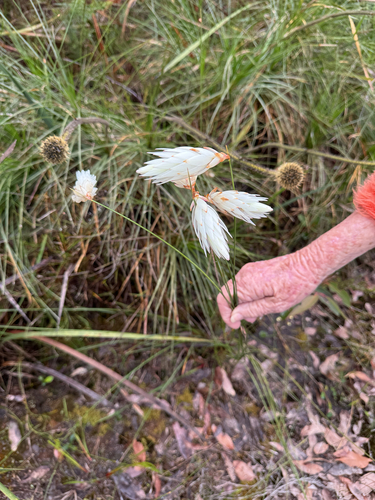 Johnsonia lupulina, 2026-10-23