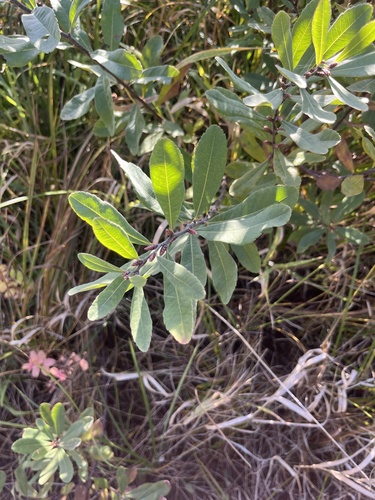 Myrica gale observed 2026-10-22